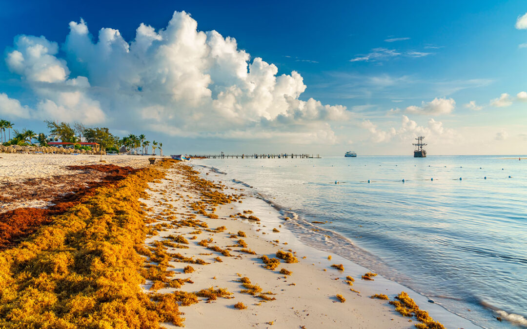 ¡Es oficial: comienza el inicio de la temporada de sargazo 2025 en  Quintana Roo!