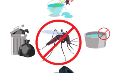 Sheinbaum anuncia reunión bilateral con funcionario de EUA y reportan avances en combate al dengue