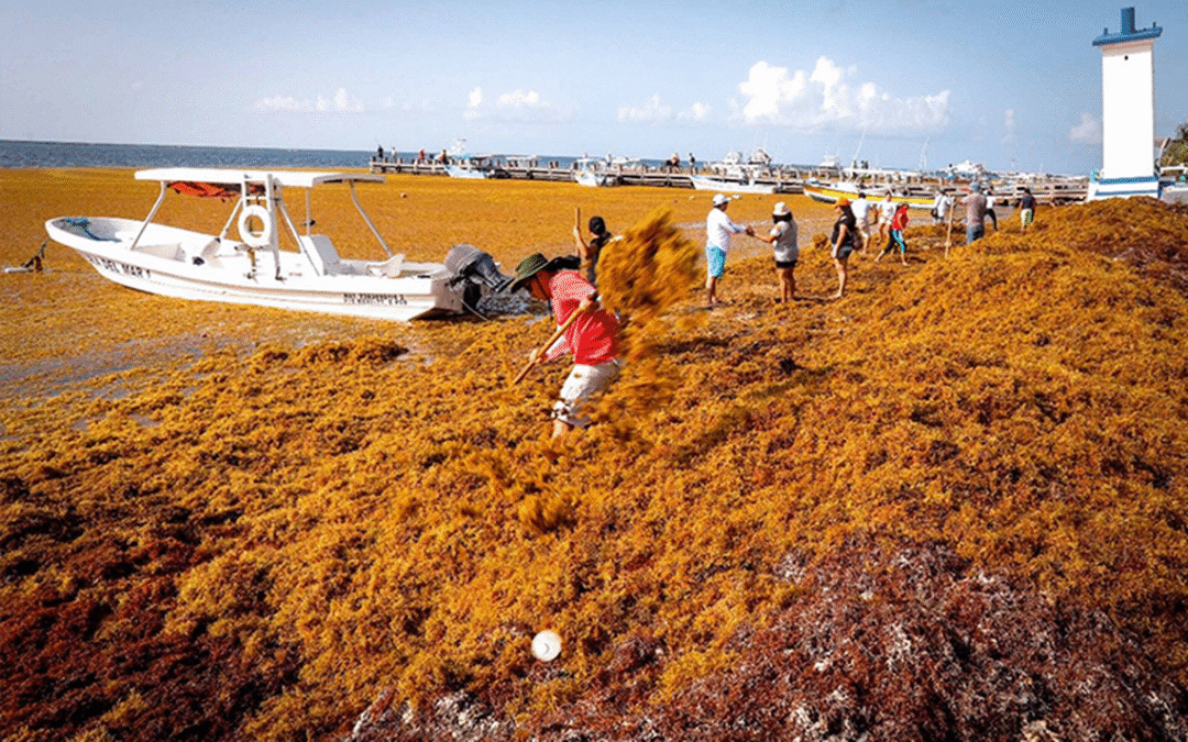 El sargazo: el visitante no deseado que afecta las playas de Cancún