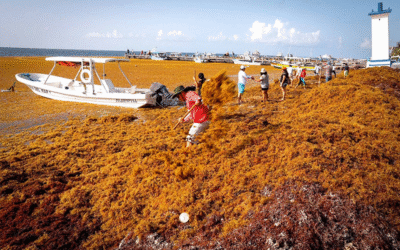 El sargazo: el visitante no deseado que afecta las playas de Cancún