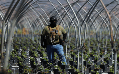 E.UU. realiza su mayor redada migratoria en una granja de cannabis en California: 361 detenidos