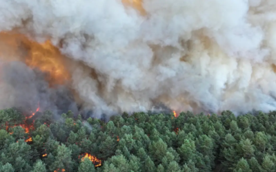 Fontainebleau Forest suffers severe wildfire
