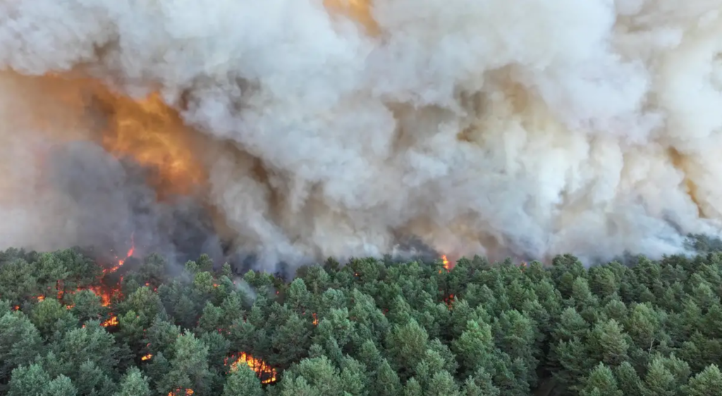 Bosque de Fontainebleau sufre grave incendio