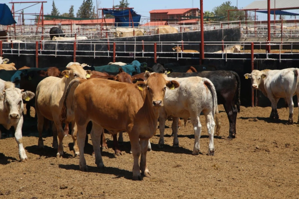 Mexican cattle: US resumes imports starting August