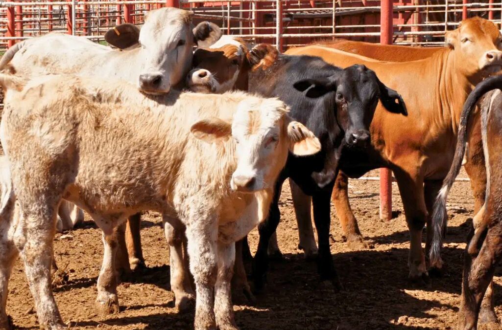 Mexican cattle: US resumes imports starting August