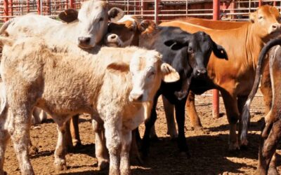 Mexican cattle: US resumes imports starting August