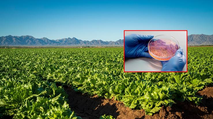 Cyclospora in Mexico: Health officials rule out outbreak