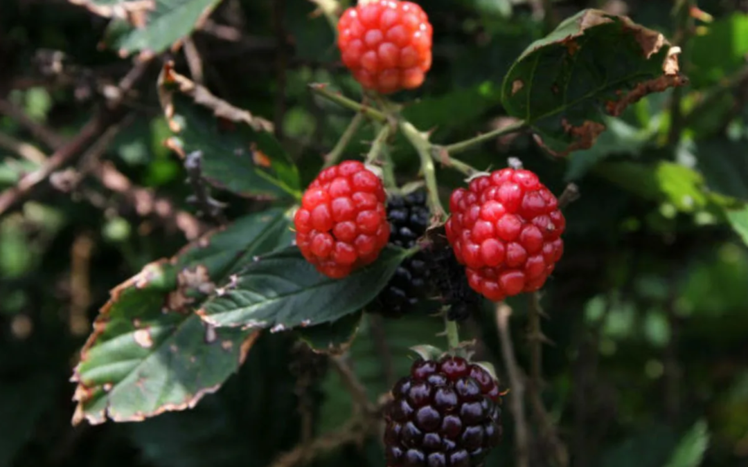 Mexican berries: Global export leader in 2026
