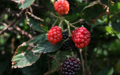 Mexican berries: Global export leader in 2026