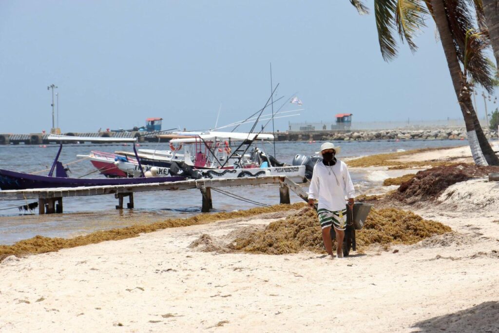 Sargazo en Puerto Morelos: Mantienen la limpieza.