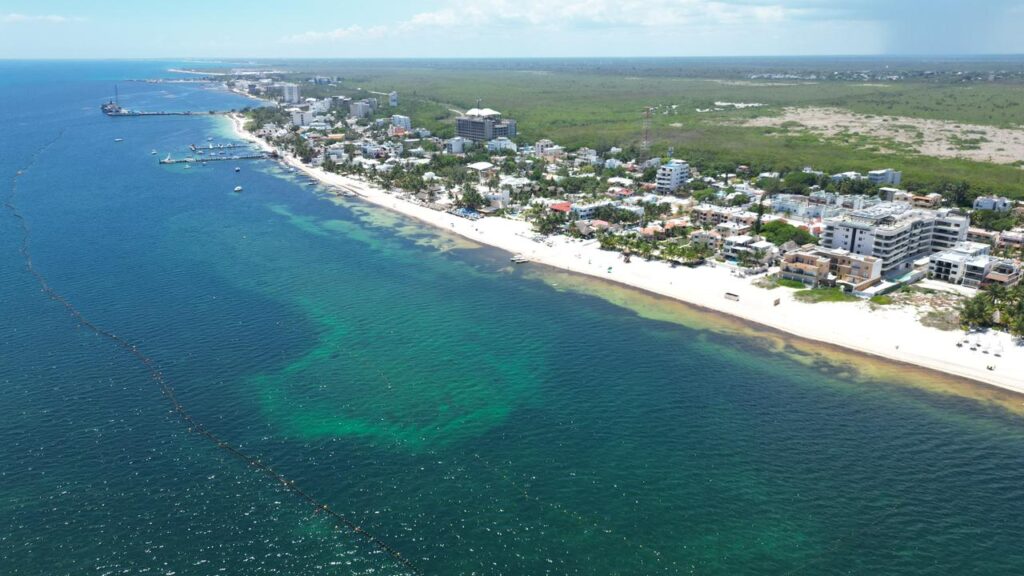 Sargassum in Puerto Morelos: Ongoing beach cleanup