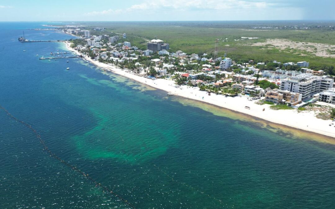 Sargassum in Puerto Morelos: Ongoing beach cleanup
