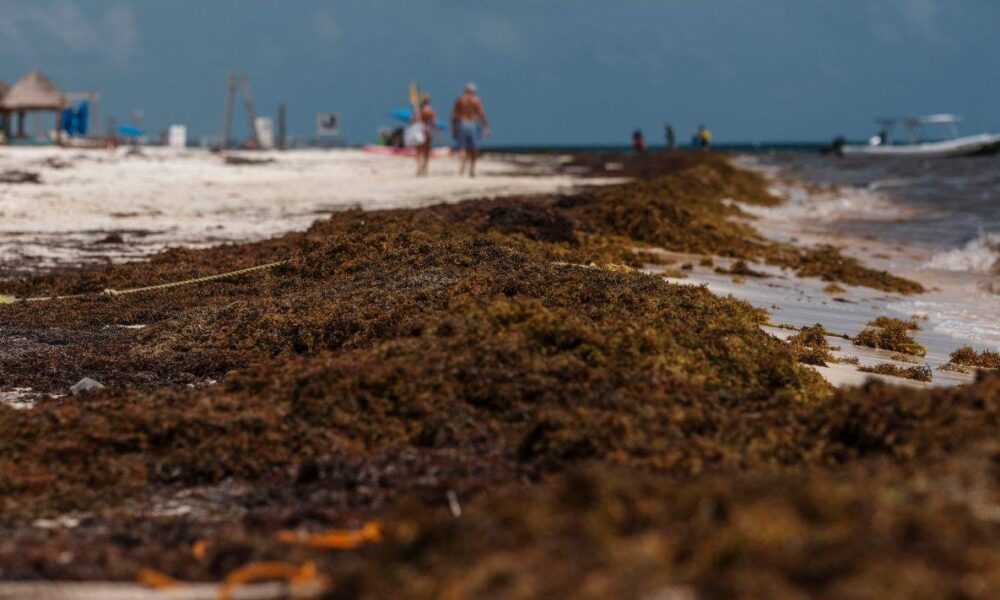 Bodas en Tulum caen por sargazo y temporada