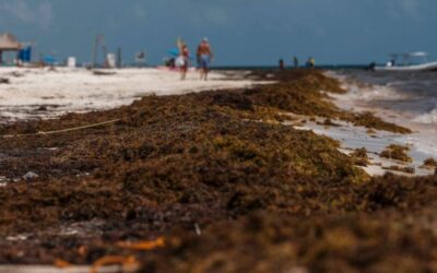 Weddings in Tulum drop due to sargassum season