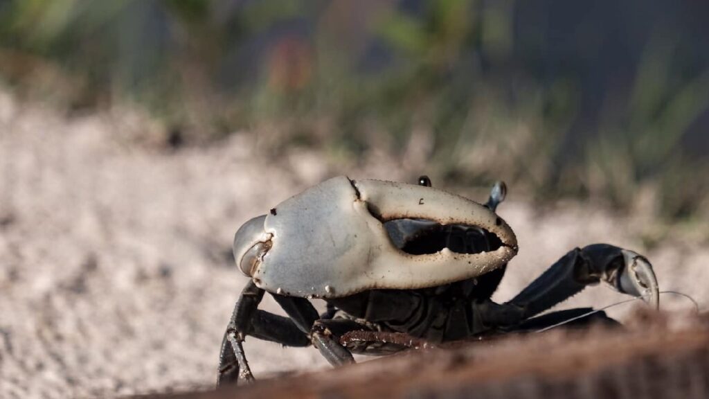 Blue crab in Cancun: Migration protection urged