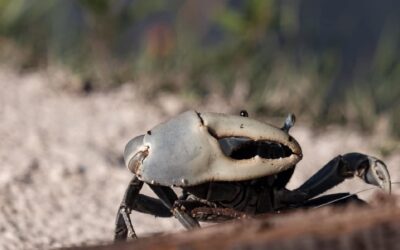 Blue crab in Cancun: Migration protection urged
