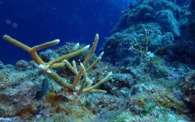 Arrecifes de Cozumel cierran para su rescate