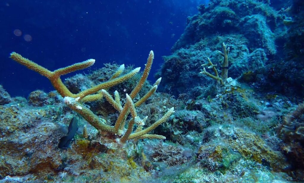 Cozumel reefs close to tourism for recovery