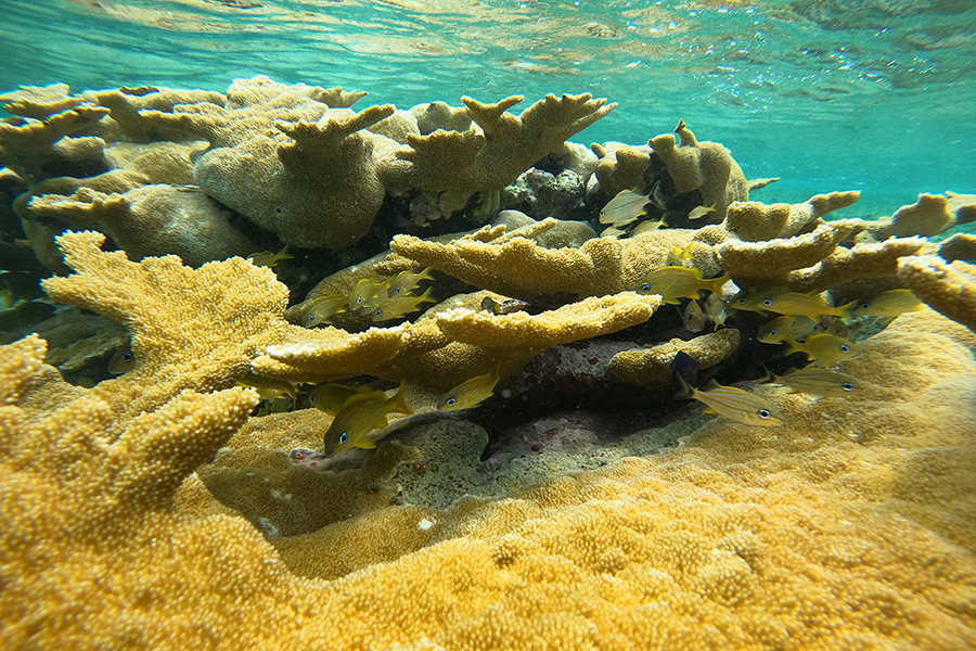 Cozumel reefs close to tourism for recovery